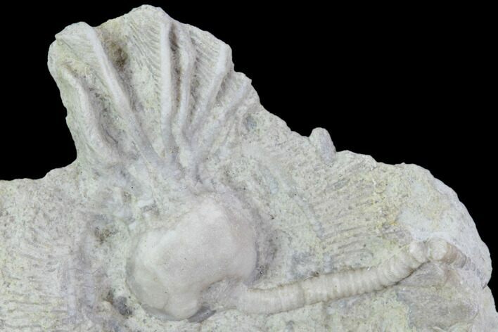 Crinoid (Cribanocrinus) Fossil on Rock - Gilmore City, Iowa #102959
